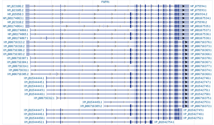 FGFR1 gene Genomic sequence