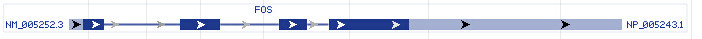 FOS gene Genomic sequence