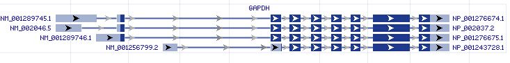 GAPDH gene Genomic sequence