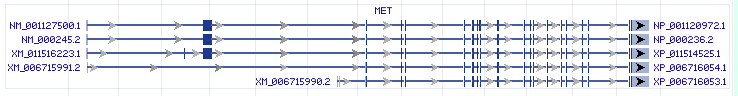 MET gene Genomic sequence