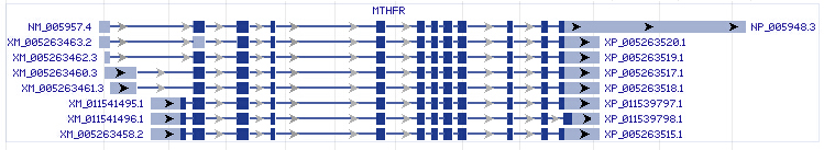 MTHFR gene Genomic sequence