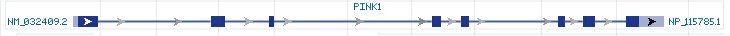 PINK1 gene Genomic sequence