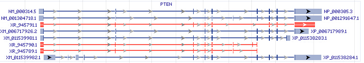 PTEN gene Genomic sequence