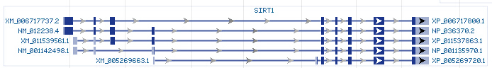 SIRT1 gene Genomic sequence