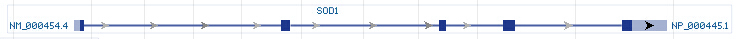 SOD1 gene Genomic sequence