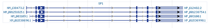 SP1 gene Genomic sequence