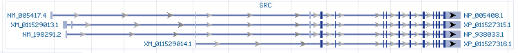 SRC gene Genomic sequence