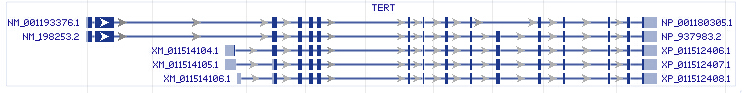 TERT gene Genomic sequence