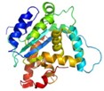 protein folding, chaperone protein