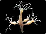 Hydra polyps reprogram epithelial cells to aid regeneration
