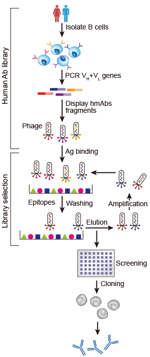 three major steps in Hybridoma technology