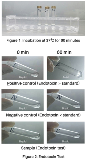 LAL Assay process and results
