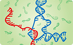 RNA binding DNA to regulate gene expression