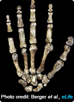 Homo naledi hand bone fossils