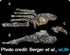 Homo naledi and bone fossils