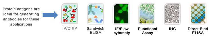 protein antigens are ideal for generating antibodies for these applications