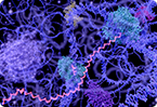 RNA trafficking