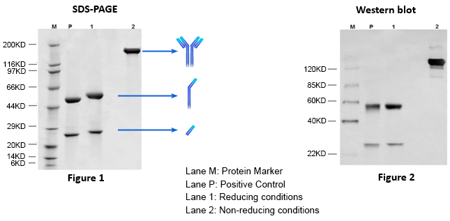 IgG Antibody Purification and Analysis