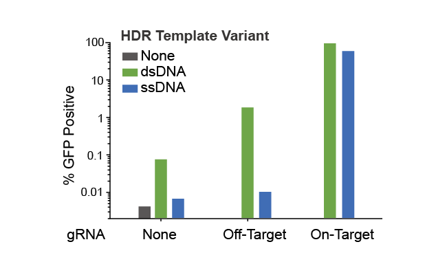  ssDNA vs dsDNA templates- off target integrations 