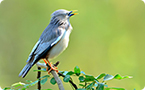 birdsong gene