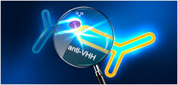 Anti-Camelid VHH
