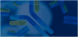 Custom
                    Monoclonal
                    Antibodies