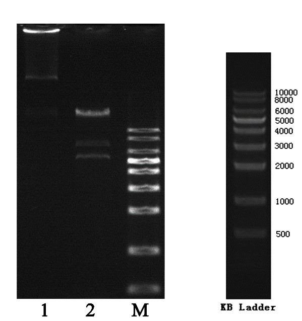 Plasmid gel electrophoresis & digested products by SalI Plasmid gel electrophoresis & digested products by SalI