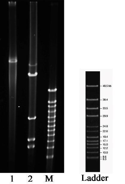 Plasmid gel electrophoresis & digested products by SalI Plasmid gel electrophoresis & digested products by SalI