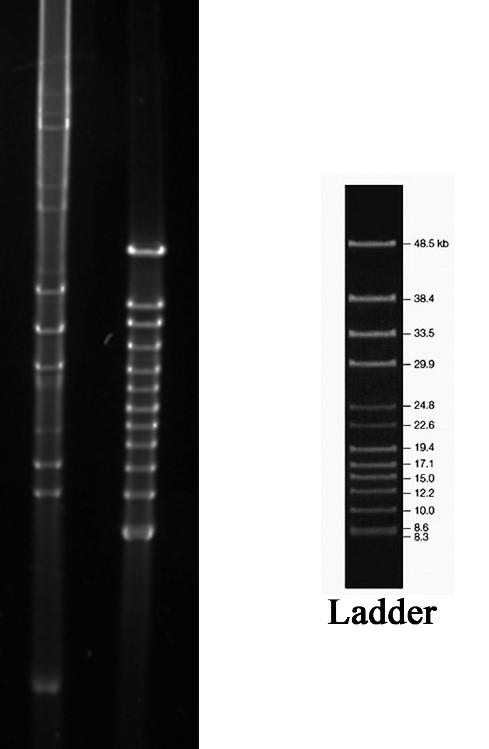 Plasmid gel electrophoresis & digested products by SalI Plasmid gel electrophoresis & digested products by SalI