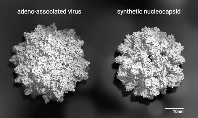 natural virus vs. computer-generated capsid