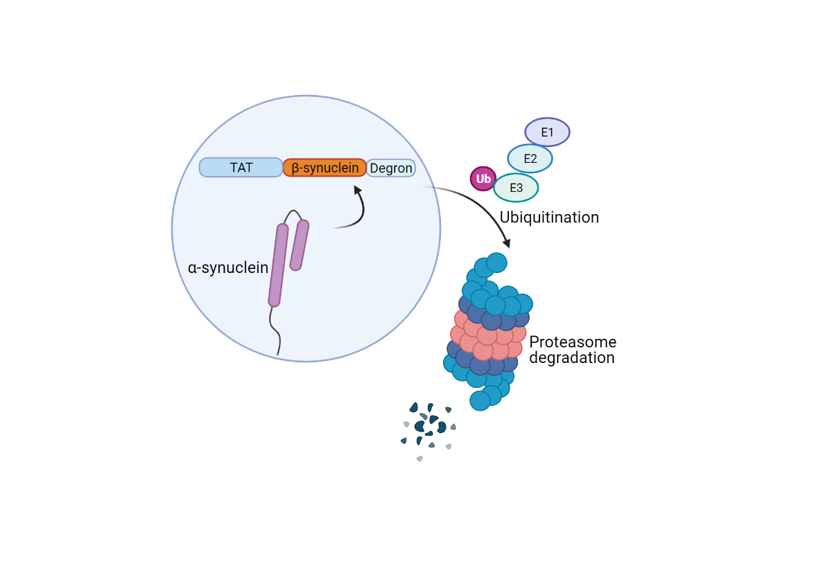 Tat-βsyn-degron peptide structure
