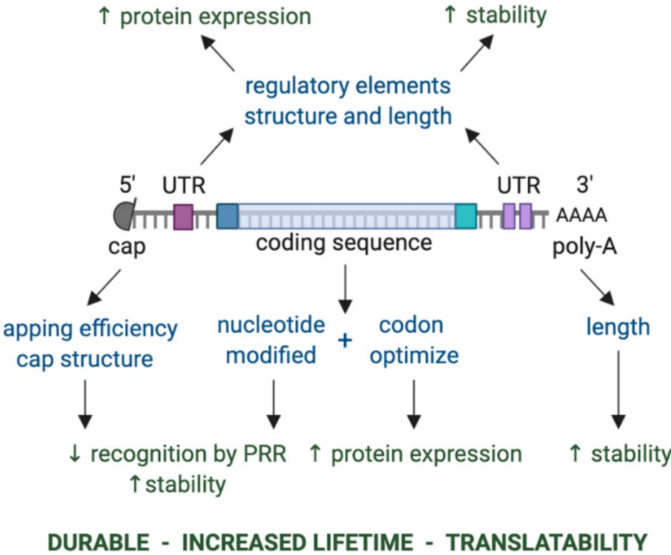 Key components of in vitro transcribed mRNA