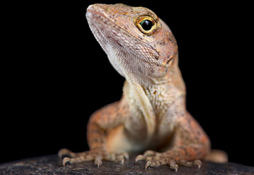 Albino lizards result from pioneering use of CRISPR-Cas9 genome-editing in reptiles 