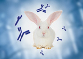 High Capacity to Handle Any Recombinant Antibody Project