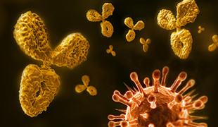 Custom Antibody Production Banner
