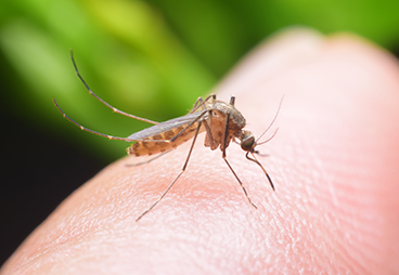 Bloodthirsty mosquitos use your sweat to track you down