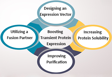 Boosting Transient Protein Expression-GenScript