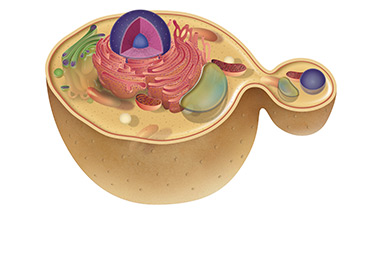 Borrow Nature’s Manufacturing Process for Complex Drug Production Using - Engineered Yeast