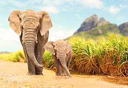 elephant picture