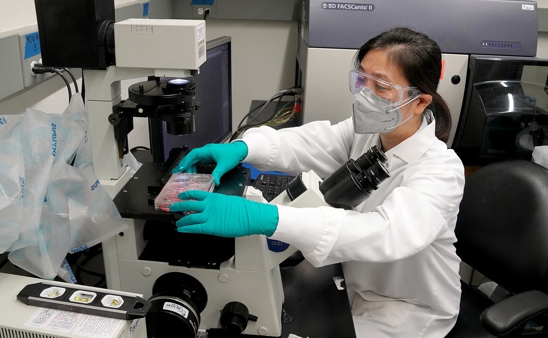 Maoli Yuan at the microscope