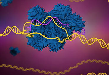 CRACK the CRISPR cell line construction bottlenecks- Genome Editing CRISPR