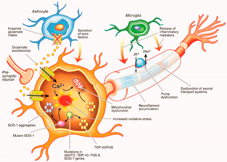 Molecular mechanisms in ALS