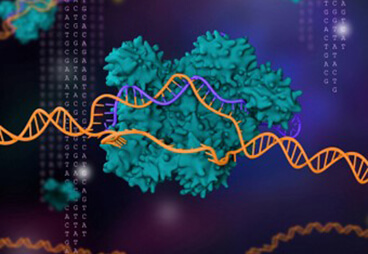 Novel Cas9 enzyme expands CRISPR genome editing capability