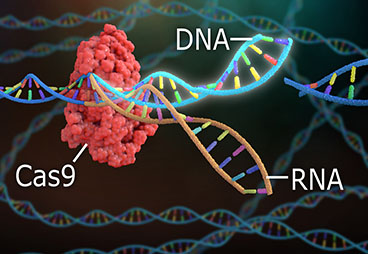  Delivering CRISPR/Cas9: Advances and Challenges 