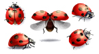 ladybugs, deployable devices, medical devices