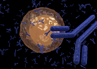 Discovering Antibodies with Broader Epitope Specificities