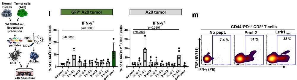 Assaying Neoantigen Specific T cell Responses