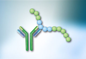 COVID-19 Immunity: Balancing B Cell and T Cell Responses