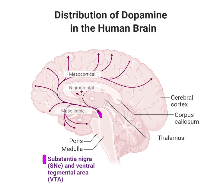 Distribution of dopamine in the human brain