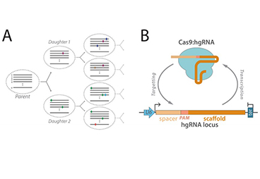 Homing CRISPR guide RNA could be used to barcode whole genomic DNA in vivo